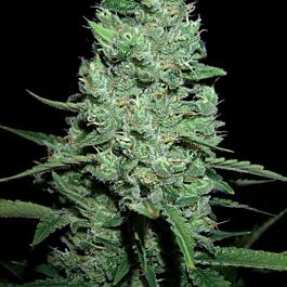 Lowlife Seeds AK47 Automatic #2 Feminized
