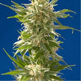 Spliff Seeds AK Regular