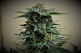 Kalashnikov Seeds AK Kush Feminized