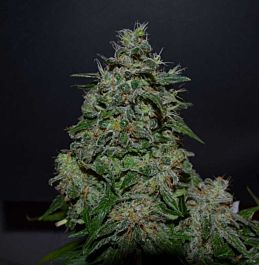 Kalashnikov Seeds AK Kush Express Feminized