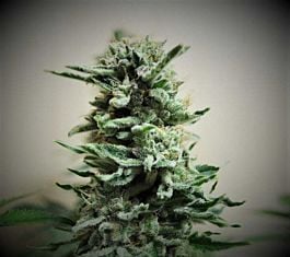 Kalashnikov Seeds AK Skunk Auto Feminized