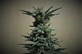 Kalashnikov Seeds AK Skunk Feminized