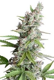 SEEDMAKERS Auto AK Feminized