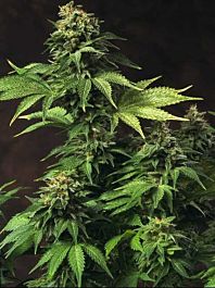T H Seeds Akorn Regular