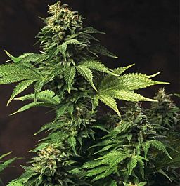 T H Seeds Akorn Feminized