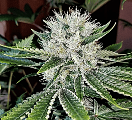 Dankonomics Genetics Al Capone OG Regular