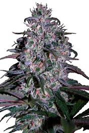 SEEDMAKERS Alakazam Feminized