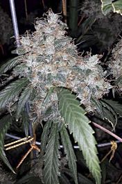 Digital Genetics Albino Fire Skunk OG Regular