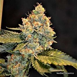 Norstar Genetics Alcatraz OG Regular