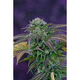 TGA SubCool Genetics Alchemy Regular