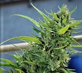 Original Delicatessen Seeds Alice Feminized