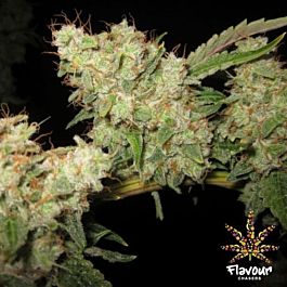 Flavour Chasers Alien Glue Feminized