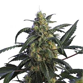 Hero Seeds Alien Jack Motta Feminized