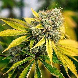 Purple Caper Seeds Alien OG Regular