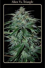 Mephisto Genetics Alien Vs Triangle Auto Feminised Seeds (Limited Edition)