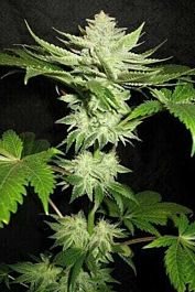 Holy Smoke Seeds Alien Fire Fruit Regular