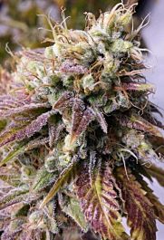 Holy Smoke Seeds Alien Fire Fruit Feminized