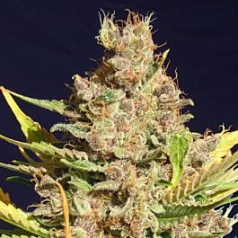 Original Sensible Seeds Alien GG 4 Feminized