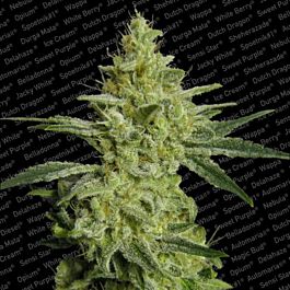Paradise Seeds Allkush Regular