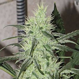 Allstar Genetics Automazing Feminized