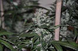 Allstar Genetics El Cid Feminized