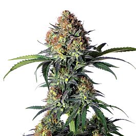 Aloha Express Feminized - Sauce