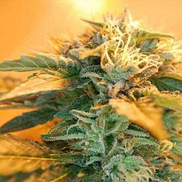 Alphakronik Genes Seeds American Kush Regular