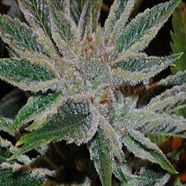 Alphakronik Genes Seeds Eisbaer Regular