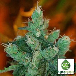Alphakronik Genes Seeds Queso Fuertes Regular