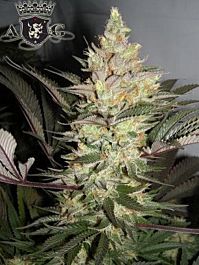 Alphakronik Genes Seeds Alpha Dawg Regular