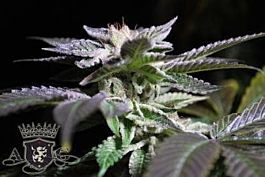 Alphakronik Genes Seeds Bubba Love Regular