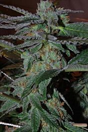 Alphakronik Genes Seeds Snozzberry Regular