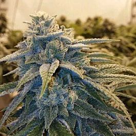 Moxie Seeds Alpine OG Feminized