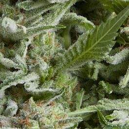 Pyramid Seeds Auto Alpujarreña Feminized
