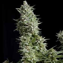 Pyramid Seeds Alpujarreña Feminized