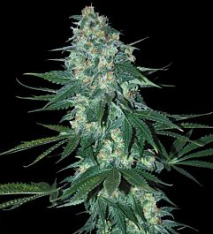 SAMSARA El Alquimista Feminized