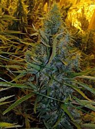 BC Bud Depot Amnesia Haze Regular