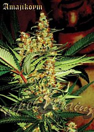 Super Strains Amajikoym Feminized