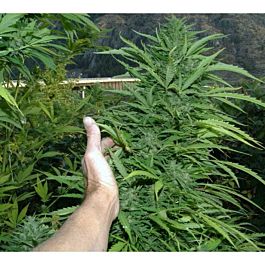 Flash Auto-Flowering Seeds Amazing Cherry Auto Feminized