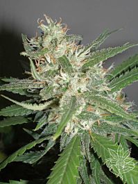 Homegrown Fantaseeds Amazing Haze Feminized