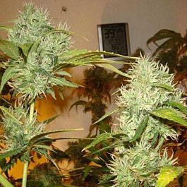 Jordan Of The Islands Ambrosia Regular