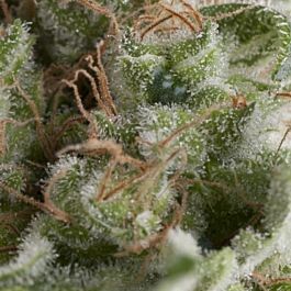 Pyramid Seeds Auto American Pie Feminized
