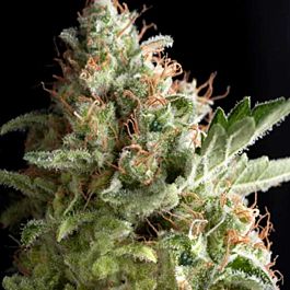 Pyramid Seeds American Pie Feminized