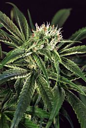 Exotic Seed Amnesia #7 Feminized
