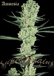 Super Strains Amnesia Feminized