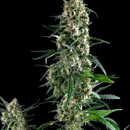 Pyramid Seeds Amnesia Gold Feminized
