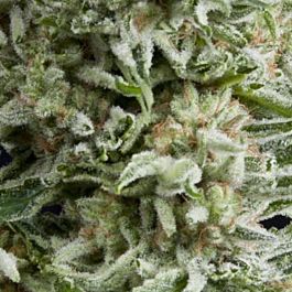 Pyramid Seeds Auto Amnesia Gold Feminized