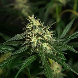 Green Label Amnesia Feminized