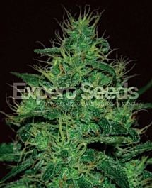 Expert Seeds Amnesia Haze Auto Feminized