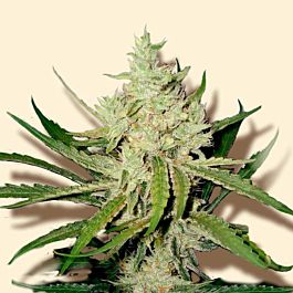 Seedsman Automatic Amnesia Feminised
